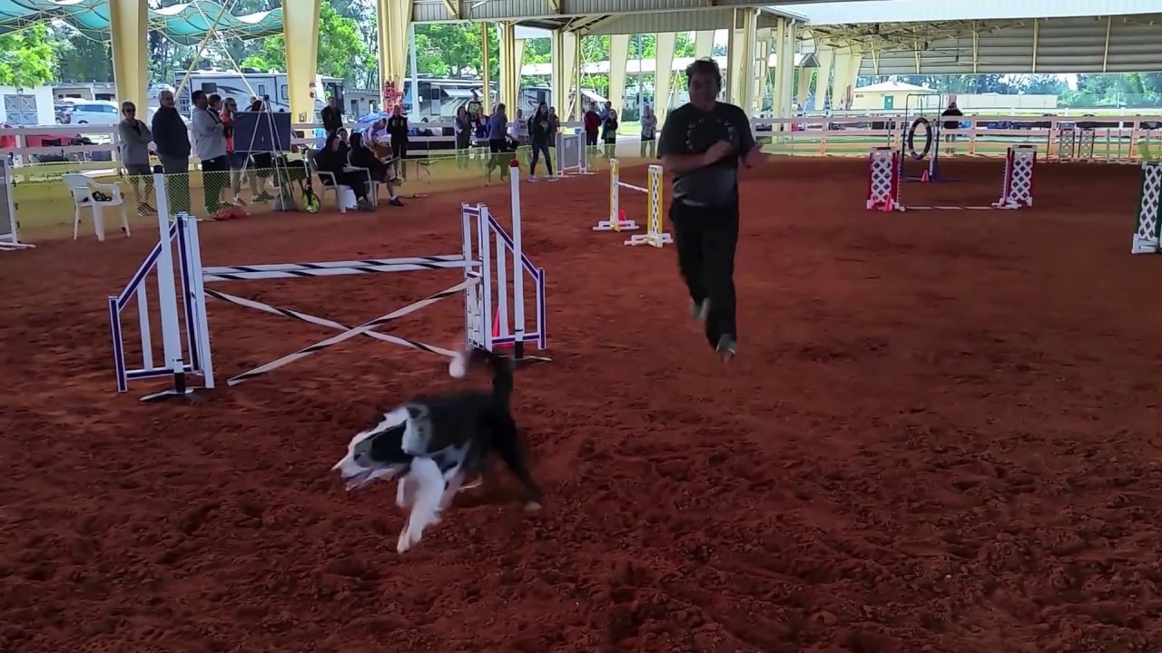 Chapter - Miami Obedience Club January 2017