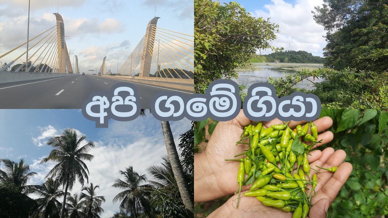 අපි  ගමේ ගියා | කොන්ක්‍රීට් ලෝකේ කොටුවෙච්ච අපට ගමින් සිසිලසක්