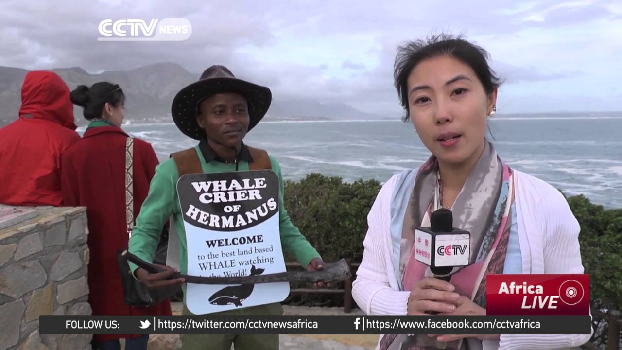 South Africa's annual Hermanus whale festival gets underway