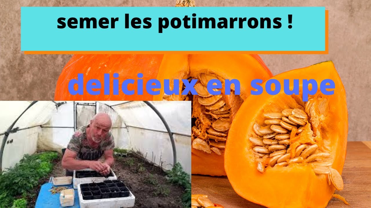 comment semer les potimarrons