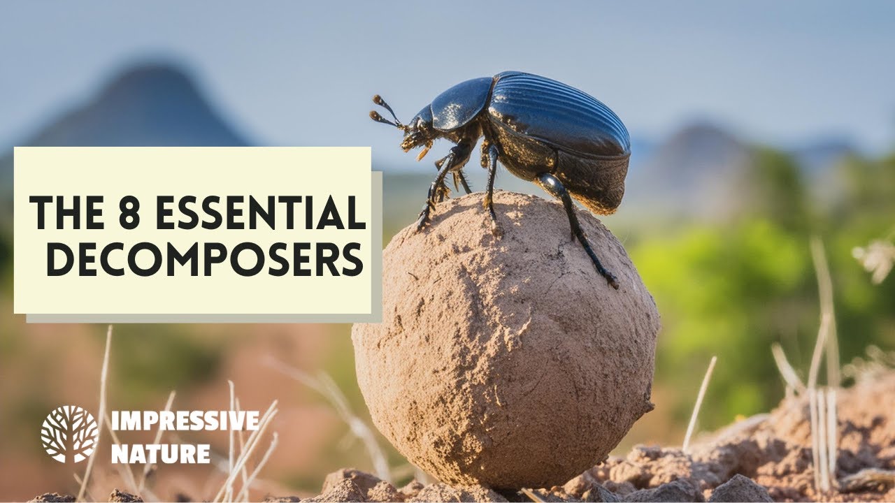 These Are the 8 Essential Decomposers
