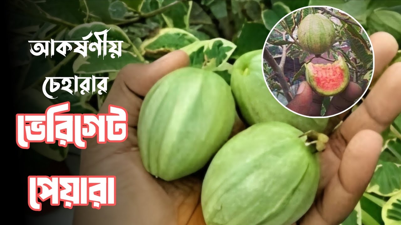 সবুজ ও সাদা রঙের মিশ্রিত দৃষ্টি-কাড়া নকশার  বারোমাসি পেয়ারা গাছ | গোলাপি শাঁস ও মিষ্টি স্বাদের ফল