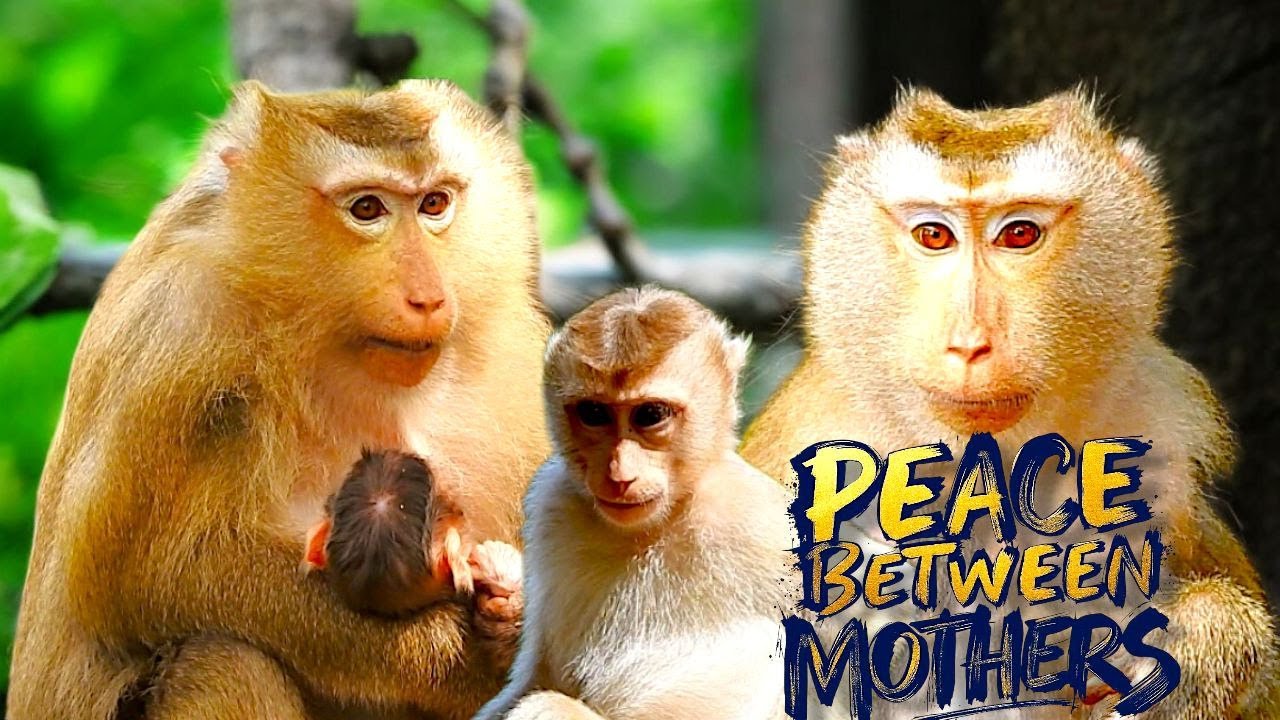 Rose & Libby Finally Forgive Each Other | Emotional Monkey Family Story