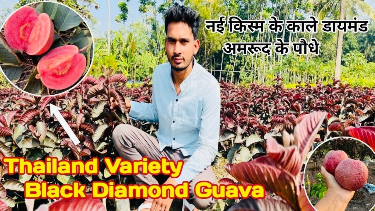 Thailand Black Diamond Guava || New Variety Guava Plant || Best Grafted Guava Fruit Plant