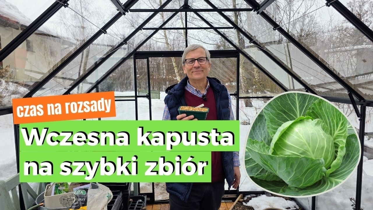 Jak siać kapustę? Wczesne i późne odmiany + pielęgnacja rozsady. Wczesne vs późne odmiany.