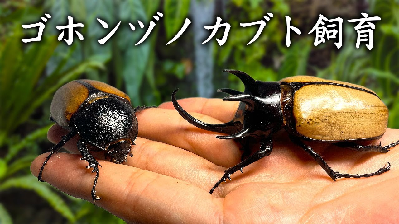 【難しい？】ゴホンヅノカブトの産卵に挑戦した結果...!!
