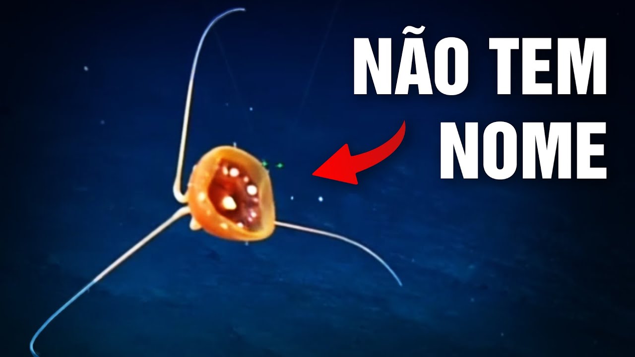 Quanto mais profundo, mais BIZARRO os animais ficam...