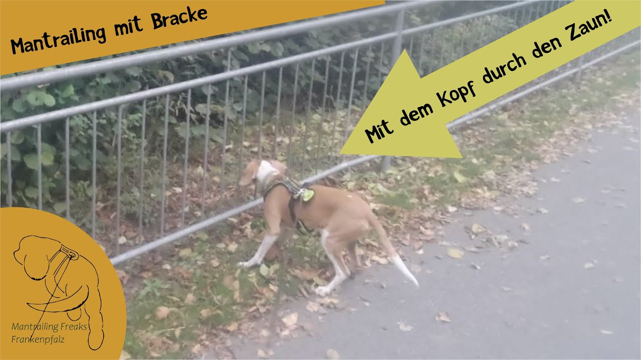Mantrailing - mit dem Kopf durch den Zaun!