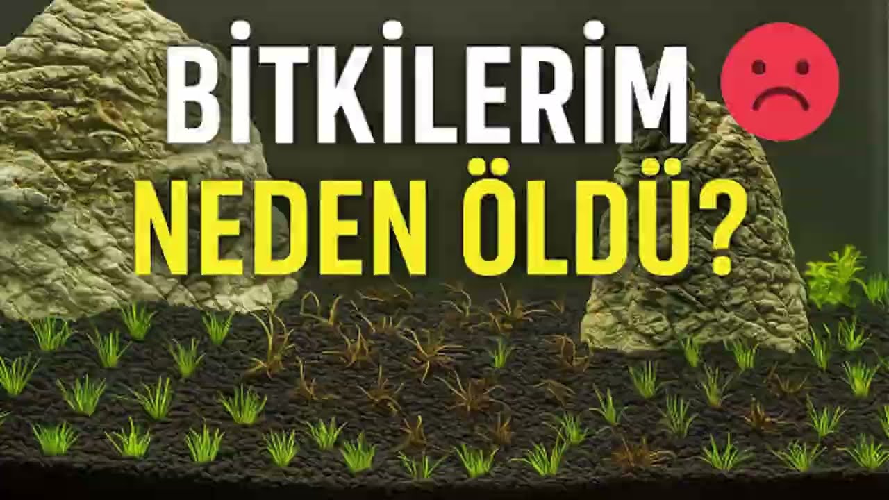 Bitkilerim Ölüyor 😭 | UG Kurulumunda Büyük Hüsran!