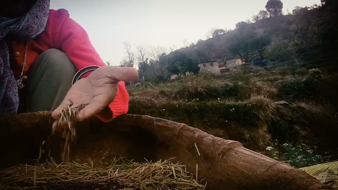  राई से बीज को निकालने का  ऐसा तरीका है 🤨 पहाड़ी तरीके से राई के बीज तैयार किया।।#phadilifestyle 