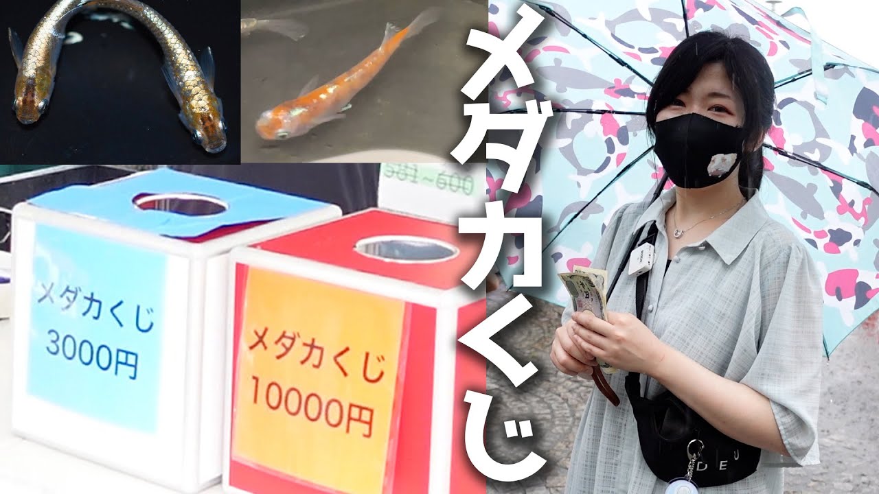 1万円以上のメダカがごろごろいるメダカイベントが凄すぎた！｜アクアリウム