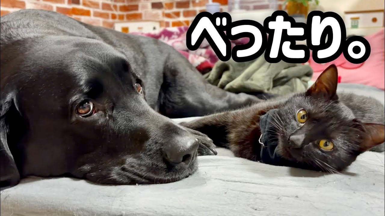 猫たちは威嚇…でも保護猫は黒ラブにべったり