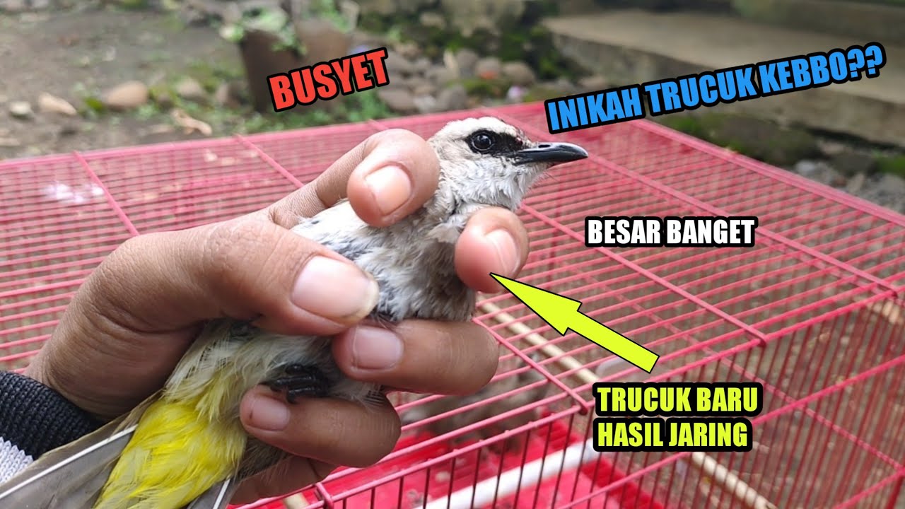 Cara Memilih Trucuk Ombyokan Jantan Yang Bagus || Trucukan Kebo