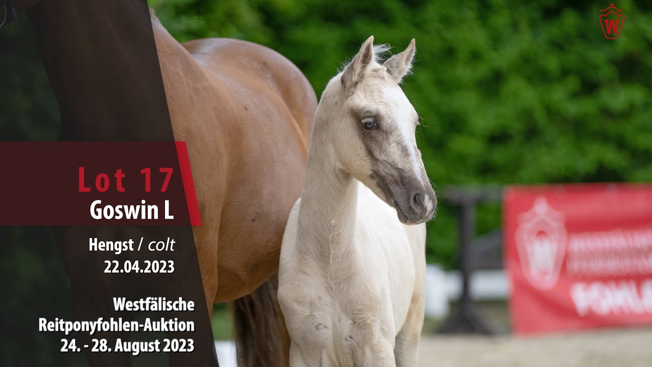 Reitponyfohlen-Auktion Lot 17 Goswin L Hengst v. Genscher - Navaro