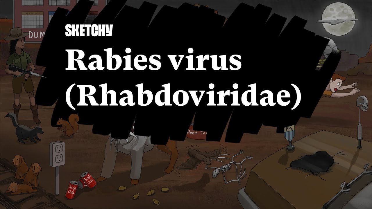 Вирус бешенства (Rhabdoviridae): патогенез и профилактика (часть 1) | Очерк медицины | USMLE, шаг 1
