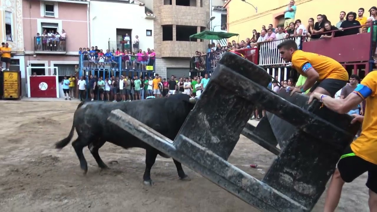 Vall d’Alba‼️ // Dos vacas de Tornay y dos toros cerriles de Partido de Resina🐂// 4K // 25-08-2025
