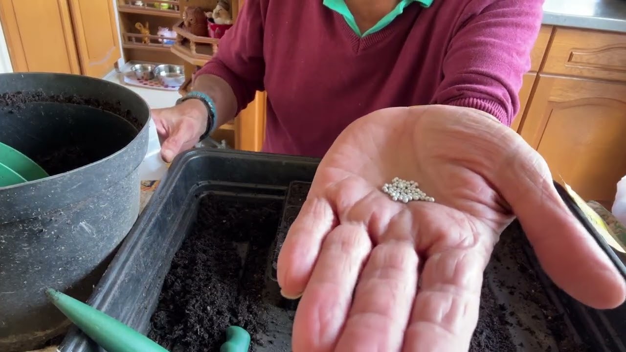 WHAT AM I SOWING IN AUGUST AND WILL THEY GERMINATE. AND A TOMATO HARVEST.
