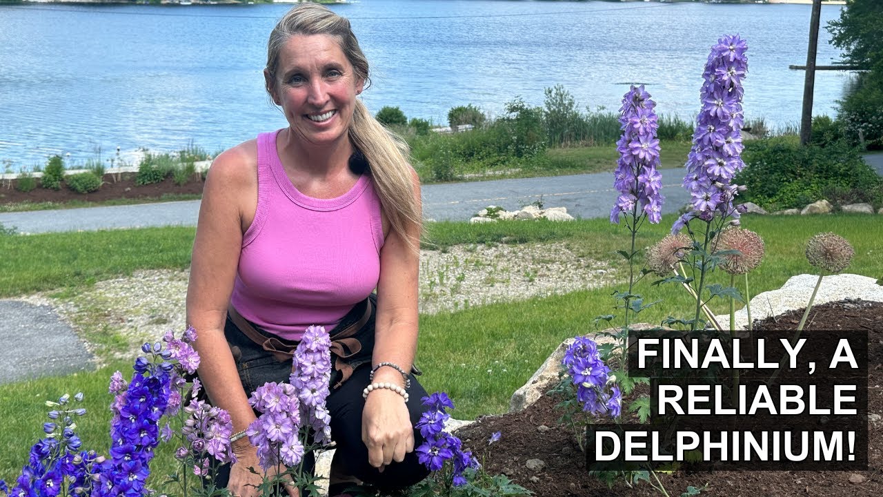 My Experience With Delphinium!