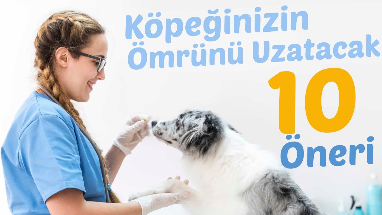 Köpeğinizin Ömrünü Uzatacak 10 Öneri