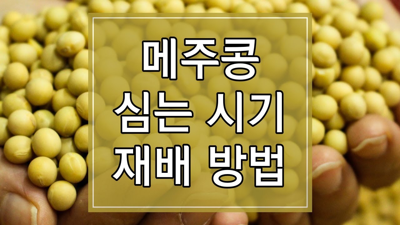 2023년 메주콩 심는 시기 및 재배방법 알아보기