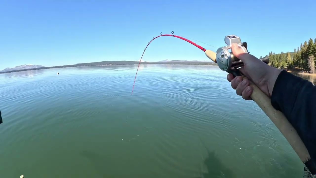 Chasing Trout Lake Almanor Ca 3-8-2026