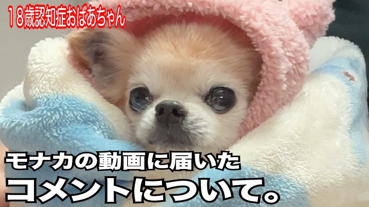 【モナカの動画に届いたコメントについて】