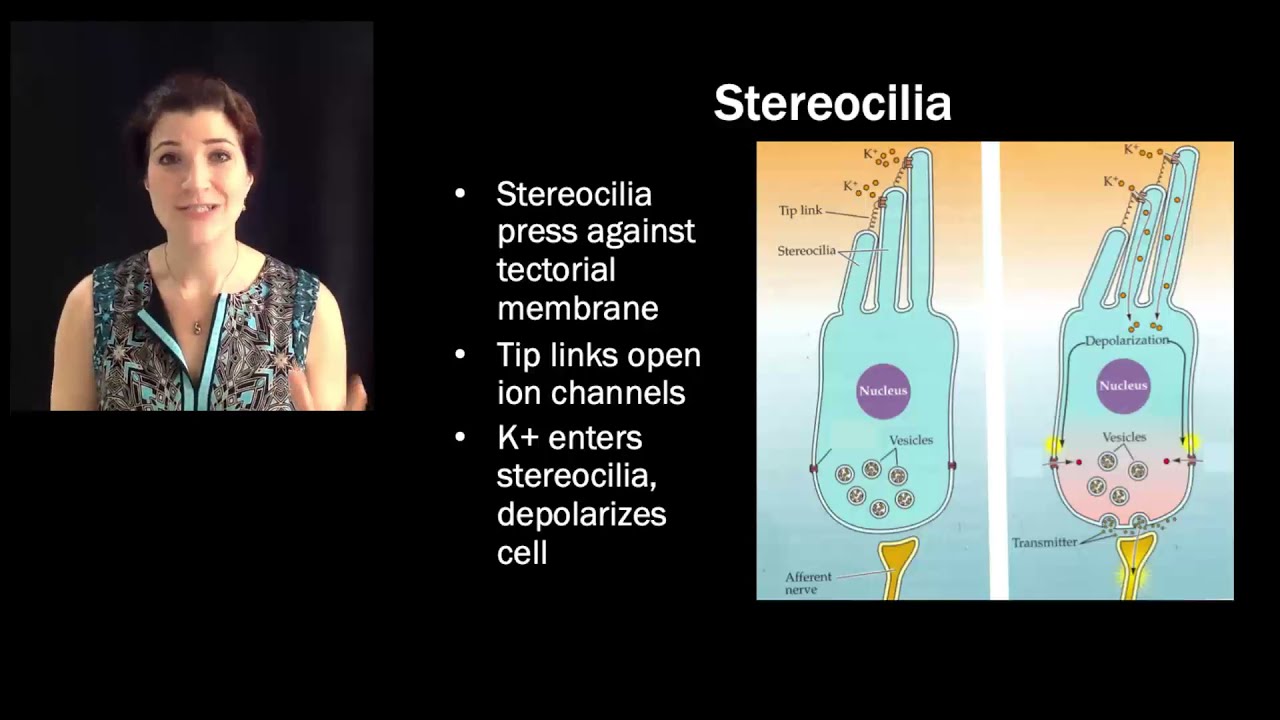 [Psyc220] 14 Audition: transduction