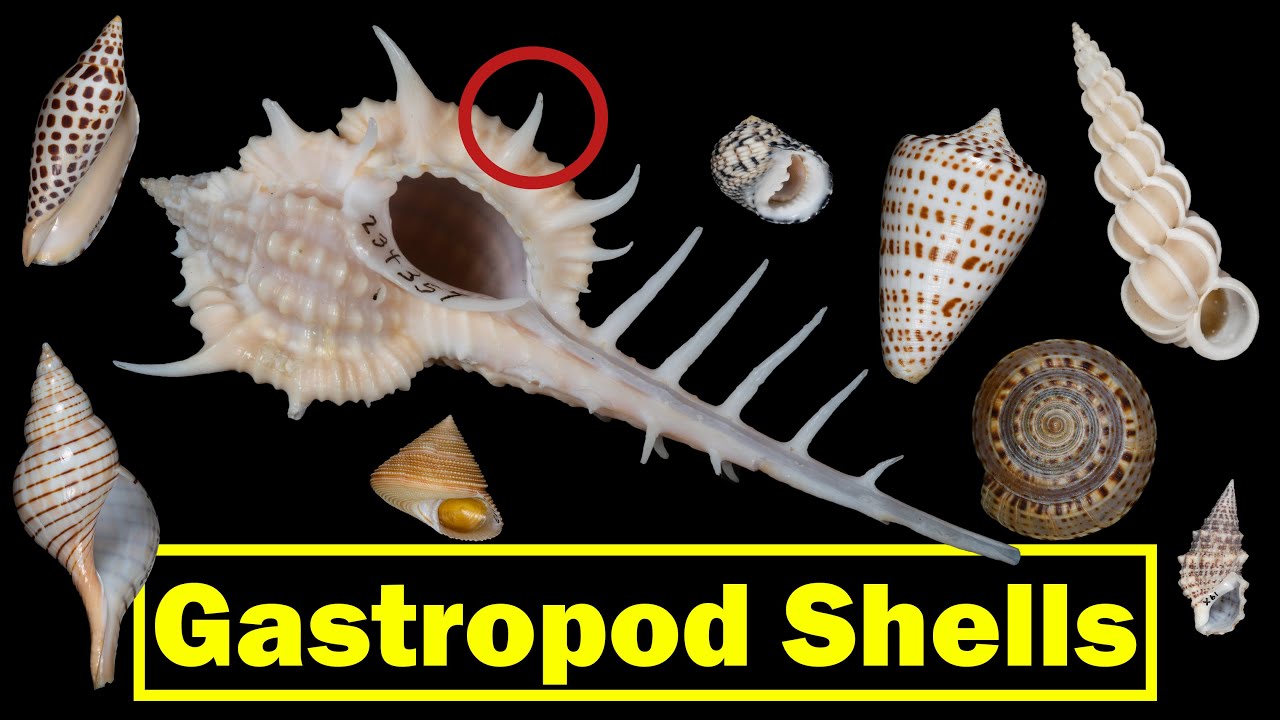 Gastropod (Snail) Shells: Parts of a Shell