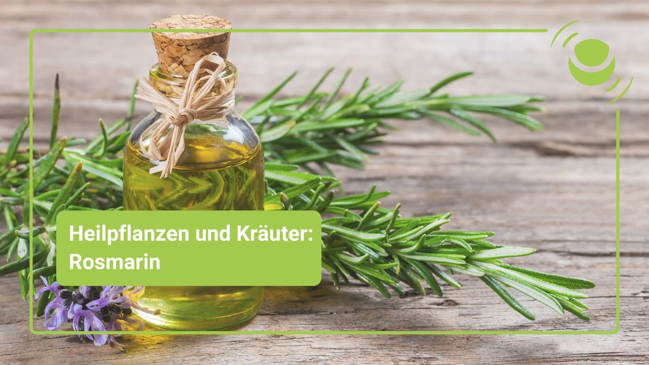 Rosmarin – Alles, was Du über seine Wirkung wissen solltest.