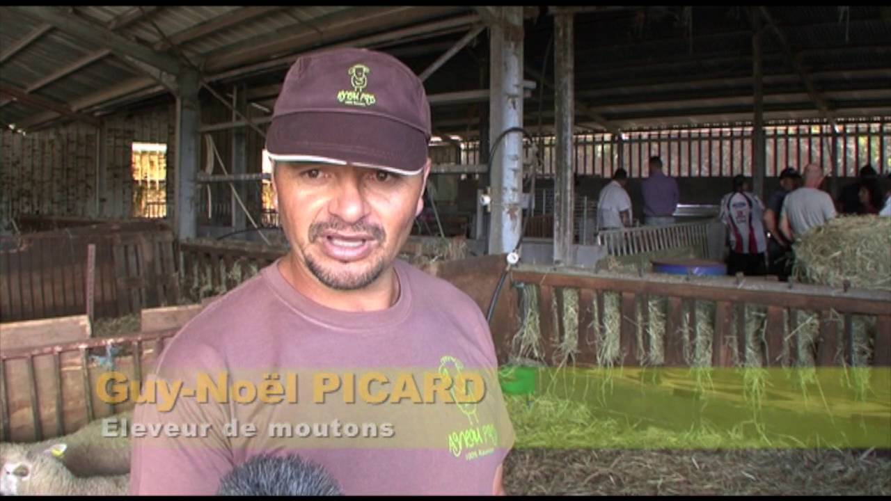 Terre d'Ici - Agneau péi