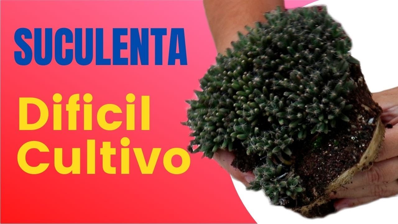 SUCULENTA DE DIFICIL CULTIVO: Tricodiadema densun - uma planta magnífica/Grazi Bittencourt