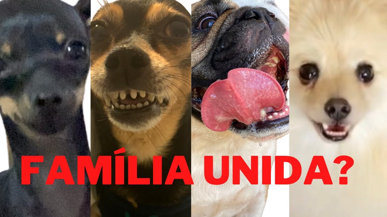 MADA E BICA VISITARAM BIA E PLINIO