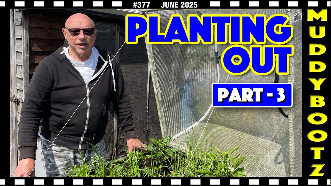 🌻377 🌻 PLANTING OUT 🌻 PART 3