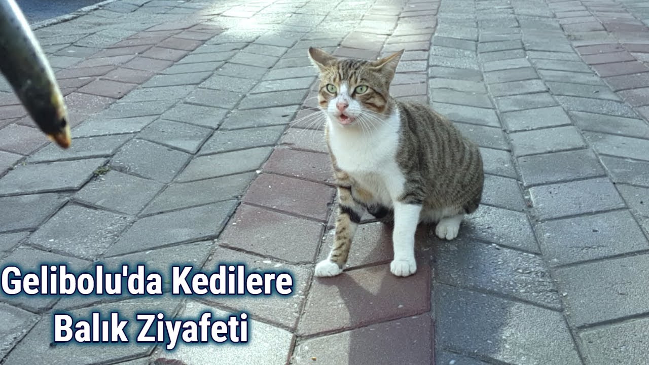 Kedilere Balık Ziyafeti Çektik│Balık yiyen sokak kedileri│Gelibolu - Çanakkale