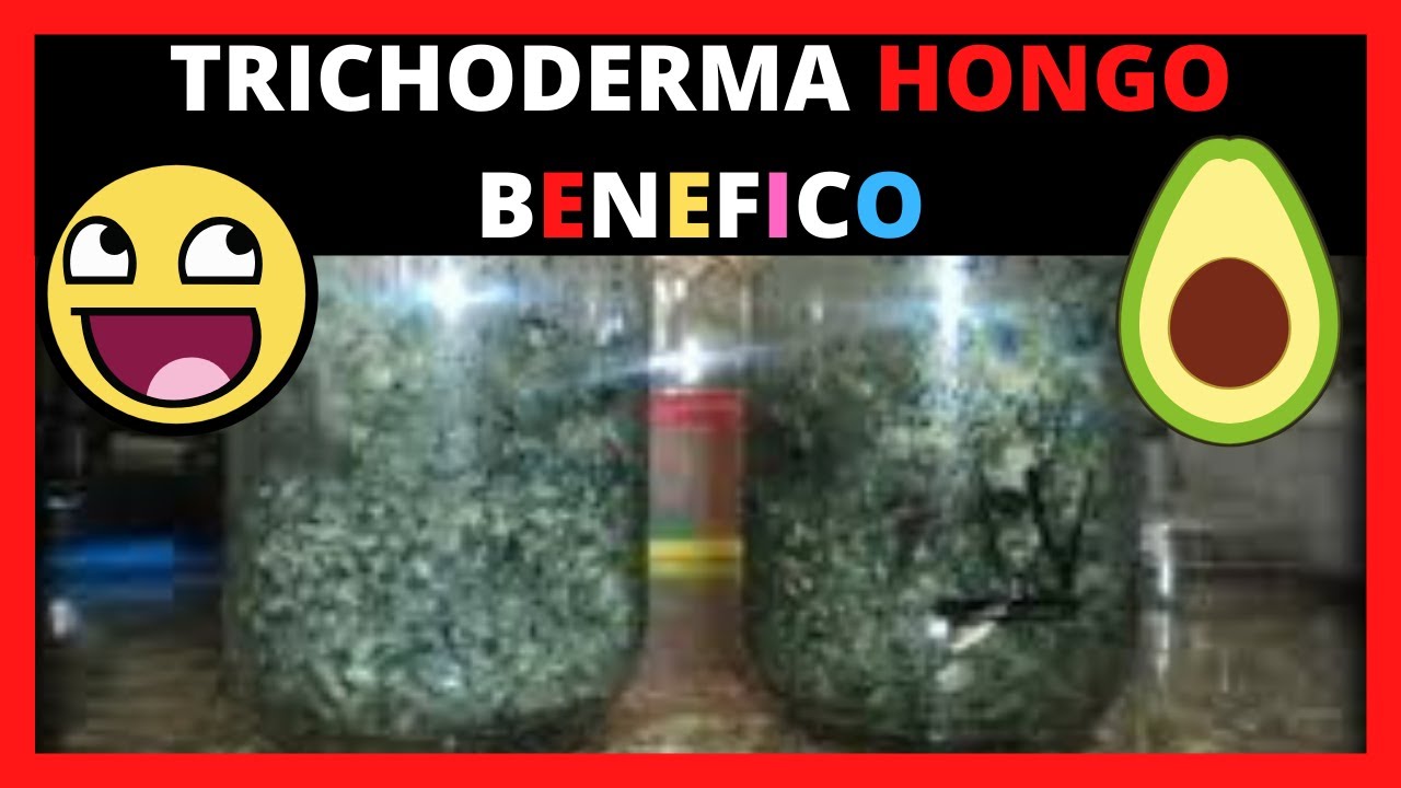 Caracteristicas de TRICHODERMA Harzianum Como Agente De CONTROL BIOLOGICO