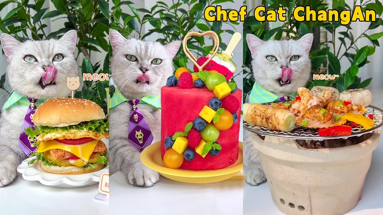 ASMR Enjoy 2023 Best Summer RECIPES With Chef Cat!😋|Cat Cooking Food|Cute And Funny Cat