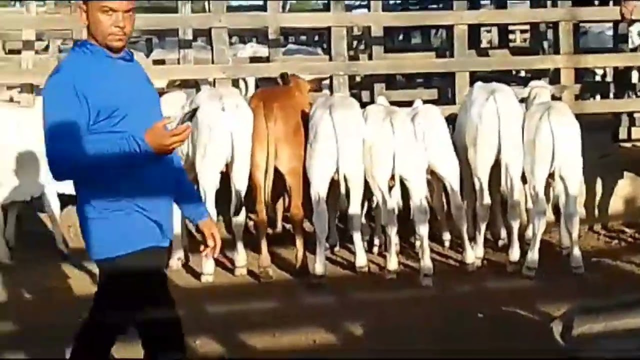 ☑️A MAIOR FEIRA DE BEZERRO NELORE D&Oacute; ESTADO D&Ecirc; PERNAMBUCO &Eacute; NA CIDADE D&Ecirc; TABIRA,