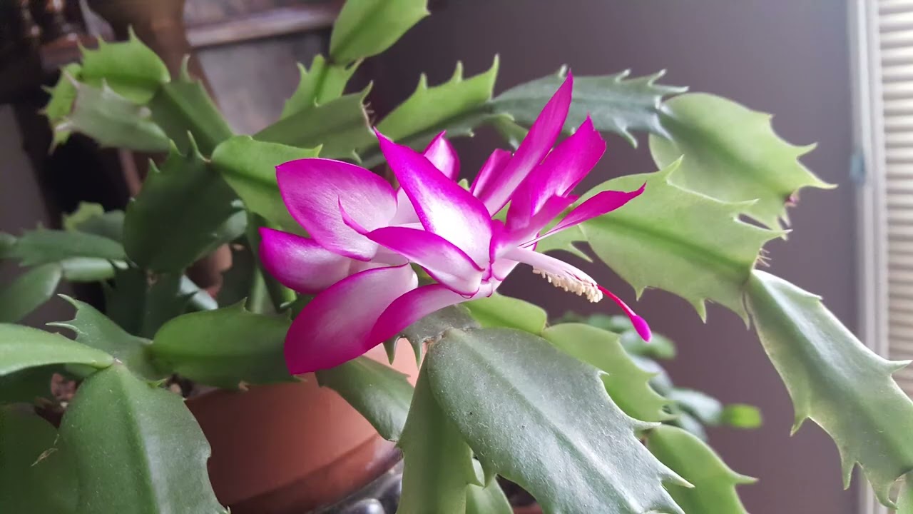 Holiday Cacti - Thanksgiving and Christmas Cacti