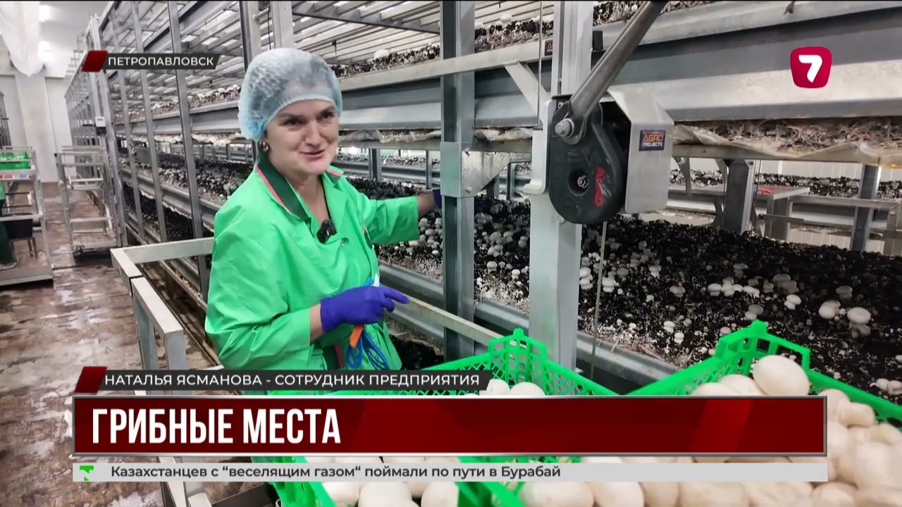 В СКО запустили круглогодичную грибную ферму