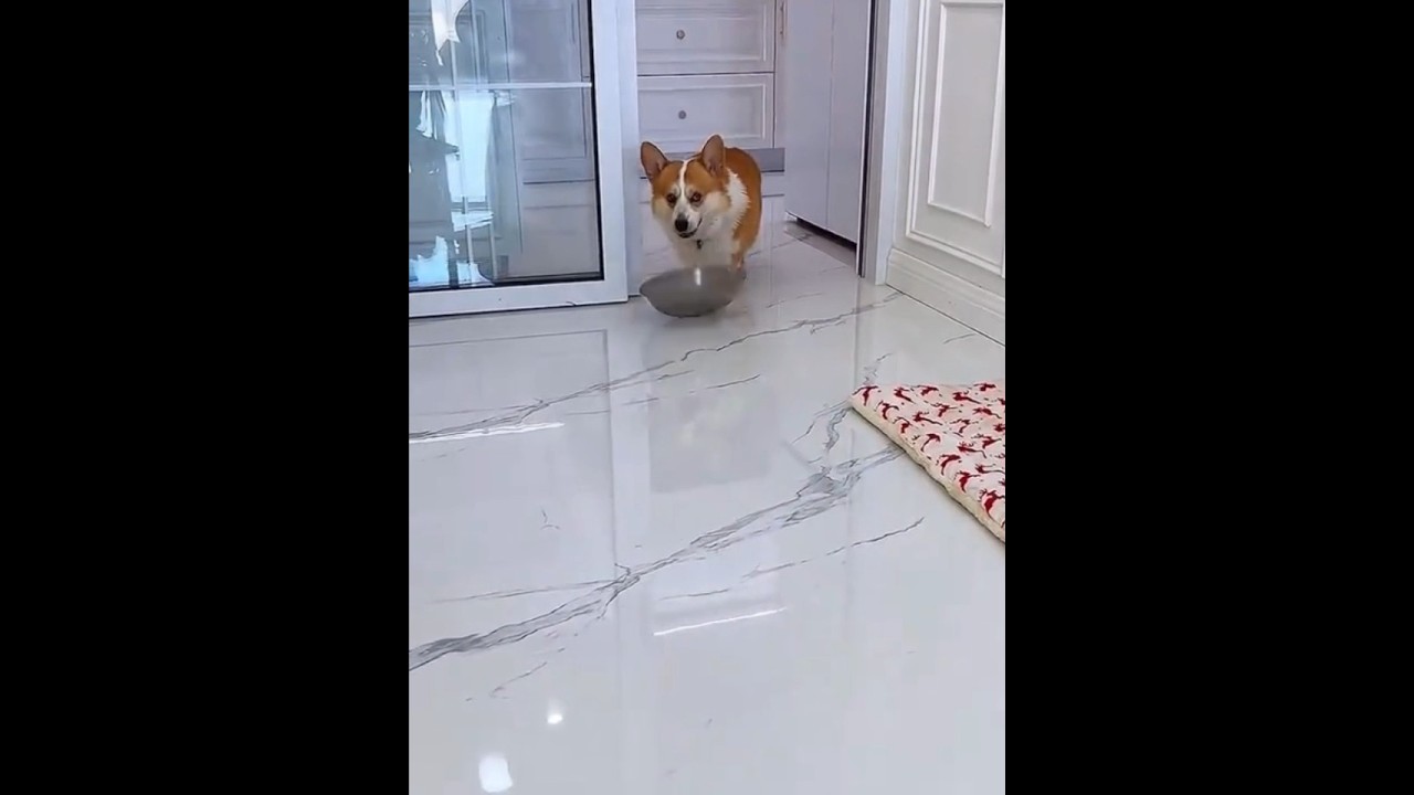dog movement with reaction #funny #youtubeshorts #foryou #kids #dog #trending #viralvideo