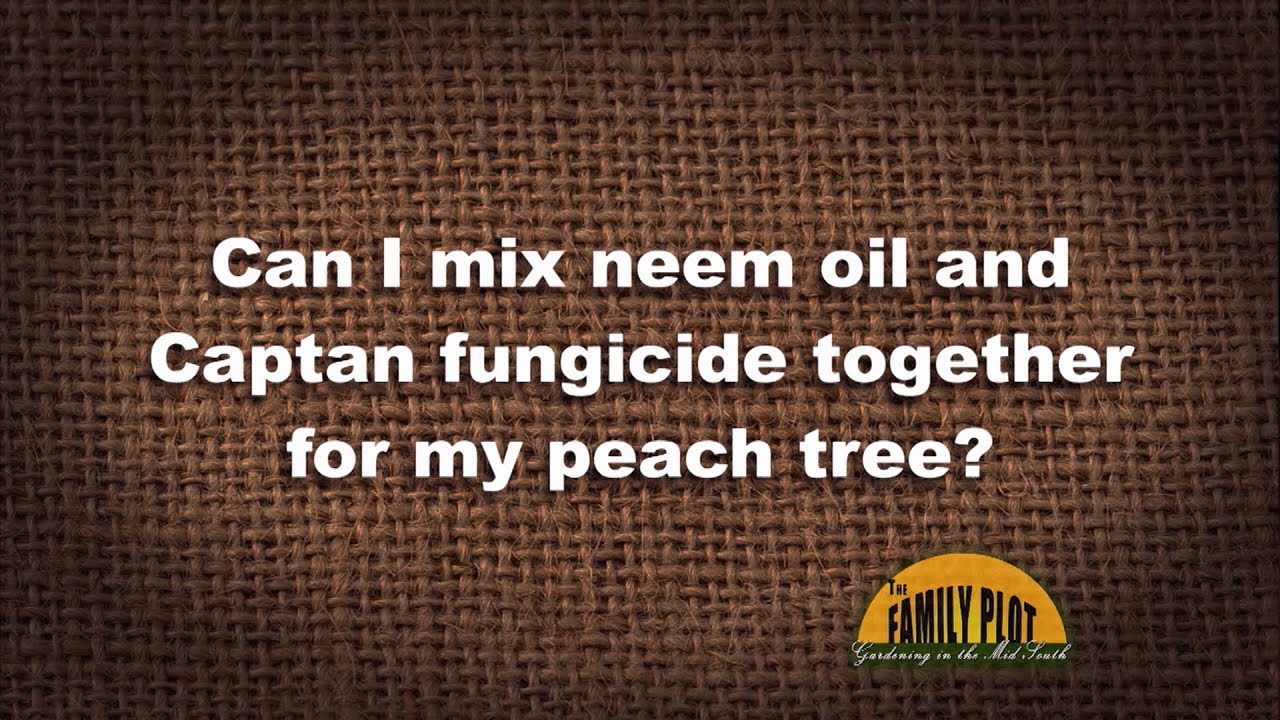 Q&A - Can I mix neem oil and Captan fungicide for my peach tree?
