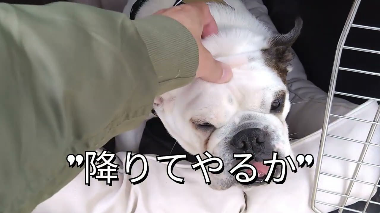 【kuuの戦い】朝から事件です