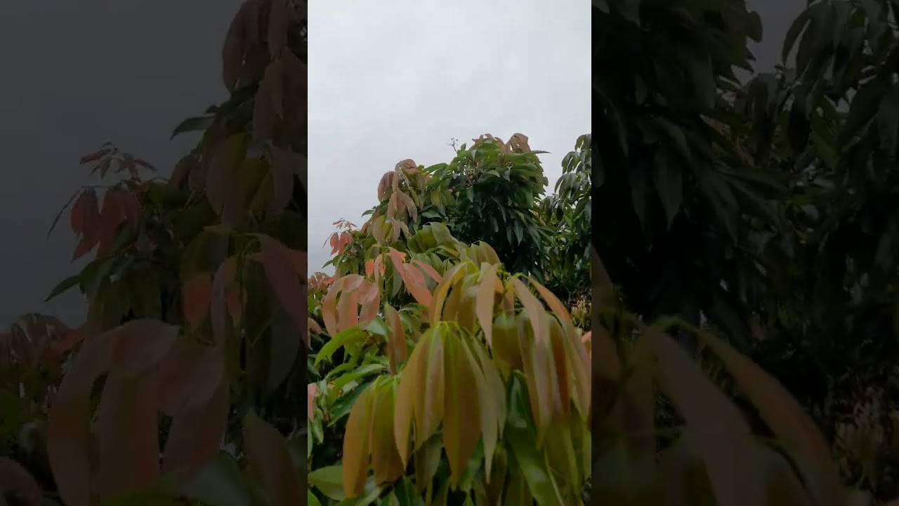 Cày phá vải