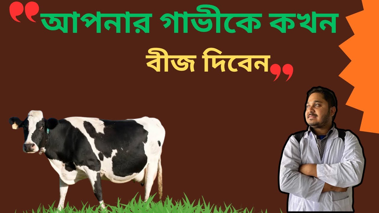 আপনার গাভীকে কখন বীজ দিবেন| গাভীকে বীজ দেওয়ার  সঠিক সময়| ভিডিও-১১৬|