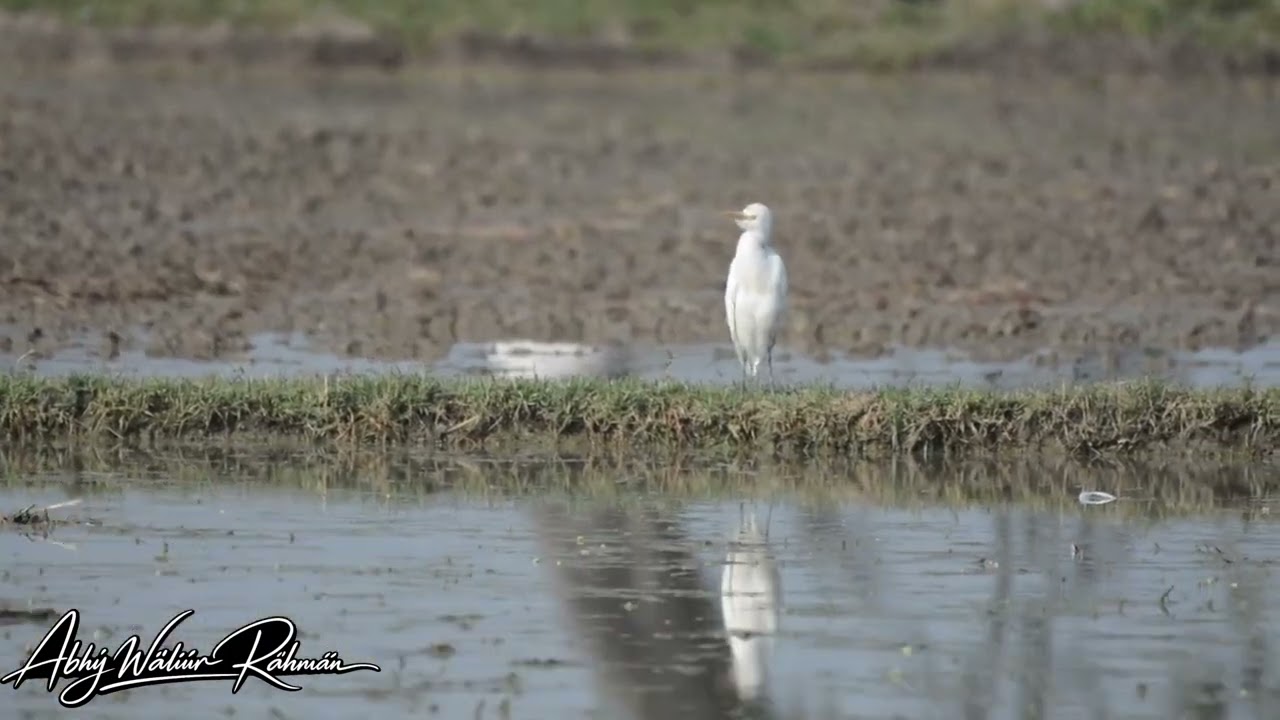 ঝিক মিক দশ দিক নাই পিক পাপিয়া..।।। সাদা বক চক চক উড়ে যায় ডাকিয়া..