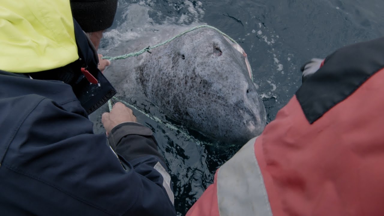 Watch Jeremy Wade Reel In A 200-Year-Old Greenland Shark In Norway