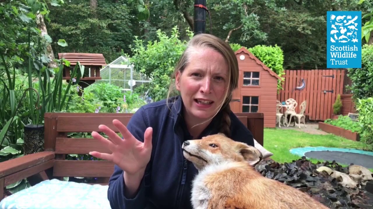 Take a closer look at foxes