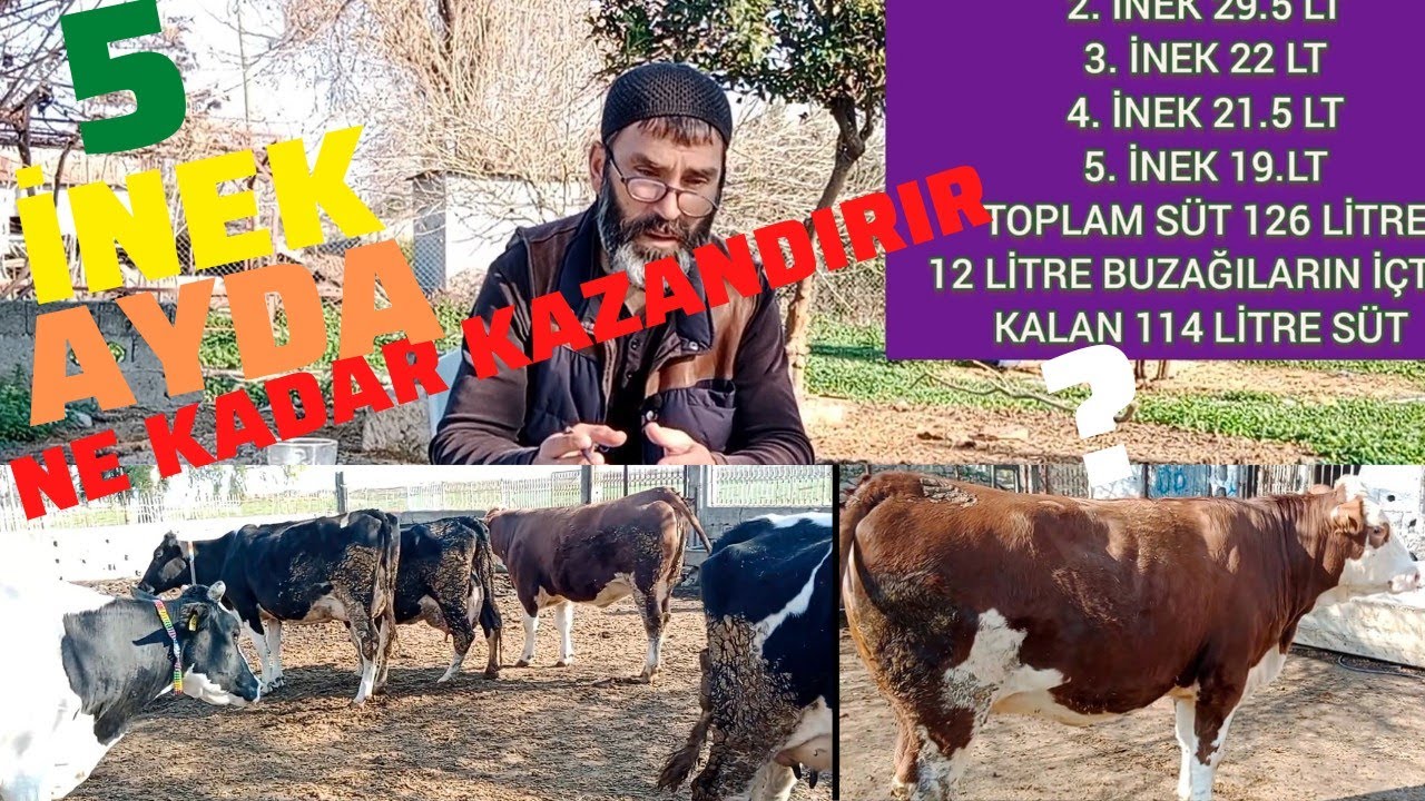 5 İNEK AYDA KAÇ PARA KAZANDIRIR? EV GEÇİNDİRİR Mİ? İNEK İŞİNE GİRDİĞİME PİŞMAN MIYIM? #sütineği