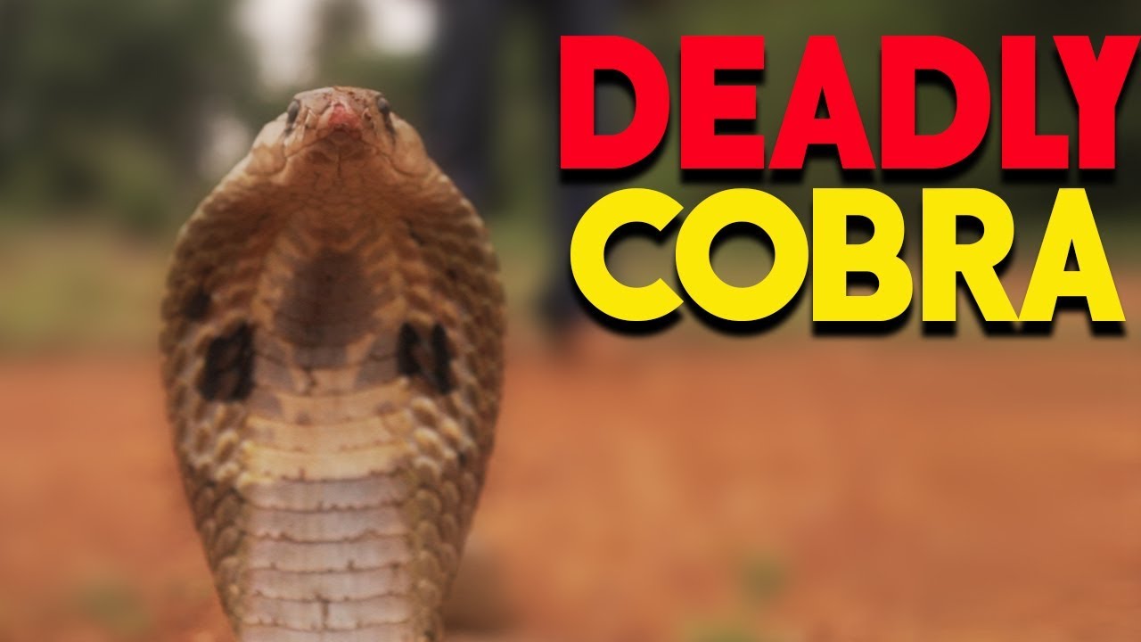 Incredible Indian Cobra - Amazing Facts About Indian Cobras