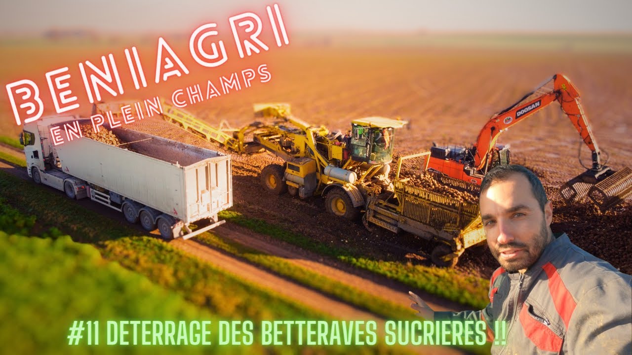 #11 🚨DETERRAGES  BETTERAVES SUCRIERES 2023 ⚠️CHANTIER XXL⚠️, première sur la chaîne!🚜💨